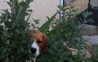 beagle chez ânima