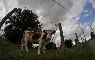 La campagne de Campigny